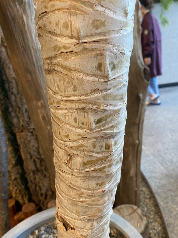 용혈수 - Dragon blood tree, Dracaena draco