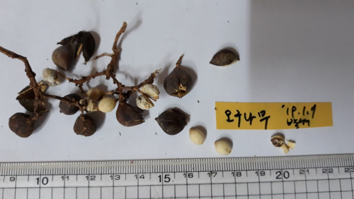오구나무 - Chinese tallow tree, Triadica sebifera (L.) Small