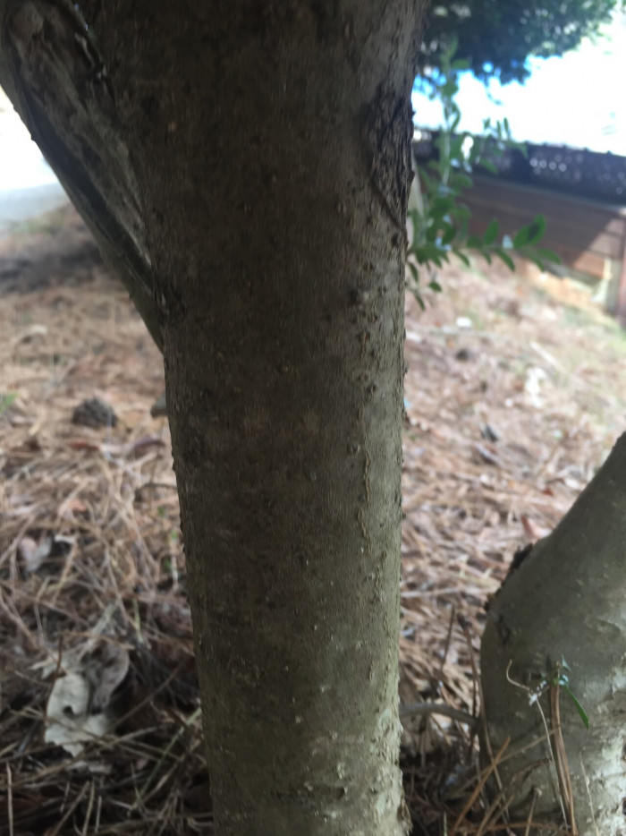 꽝꽝나무 - Ilex crenata Thunb. var. crenata