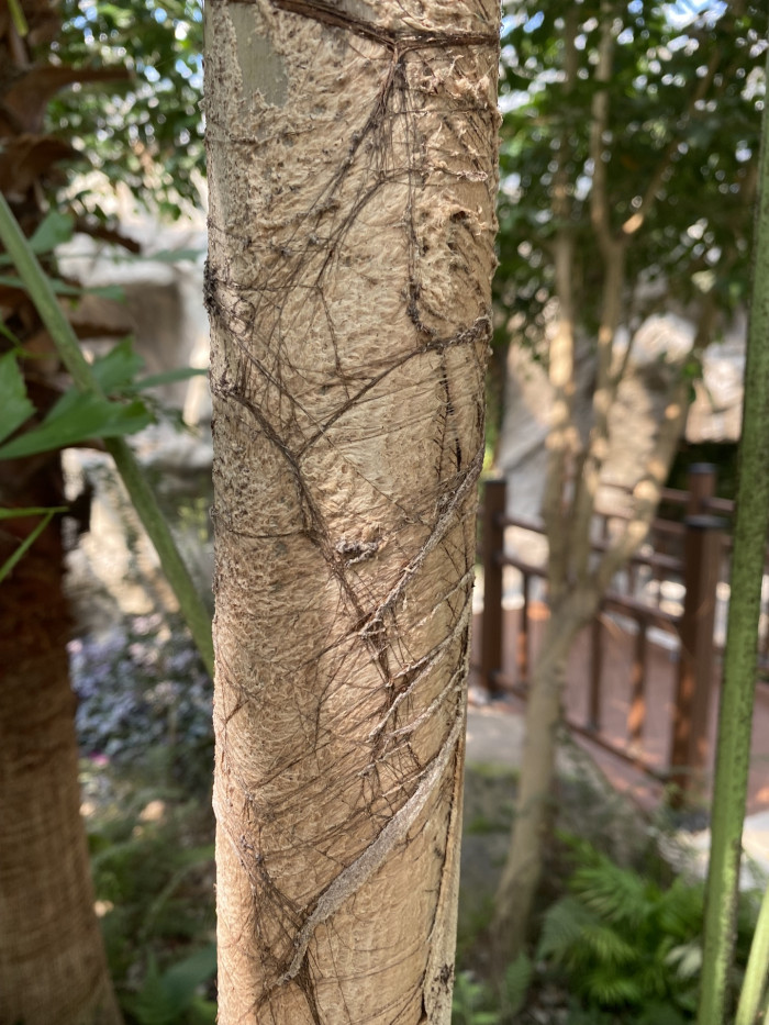 공작야자 - Fish tail palm, Caryota mitis