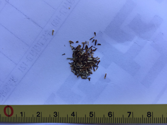 조갑지국화 - Ammobium alatum
