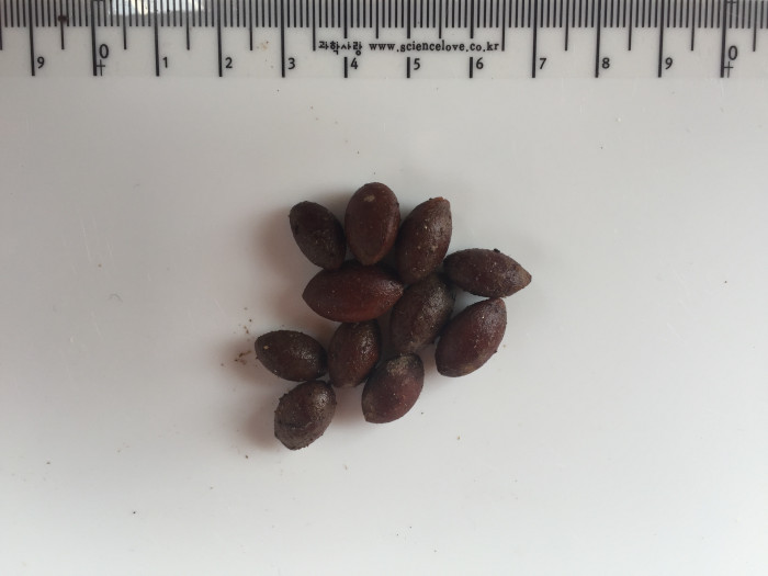 개비자나무 - Cephalotaxus koreana Nakai