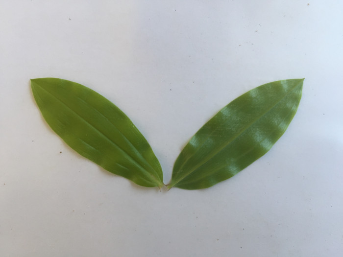 애기나리 - Disporum smilacinum A.Gray