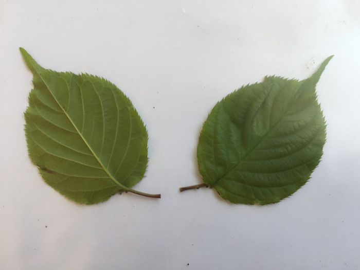 산벚나무 - Prunus sargentii Rehder