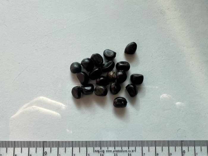모란 씨앗 - Paeonia suffruticosa Andr. seed