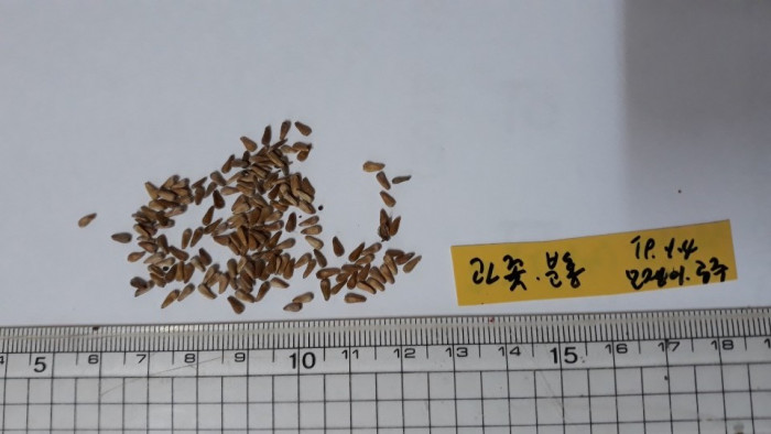 과꽃 - Callistephus chinensis
