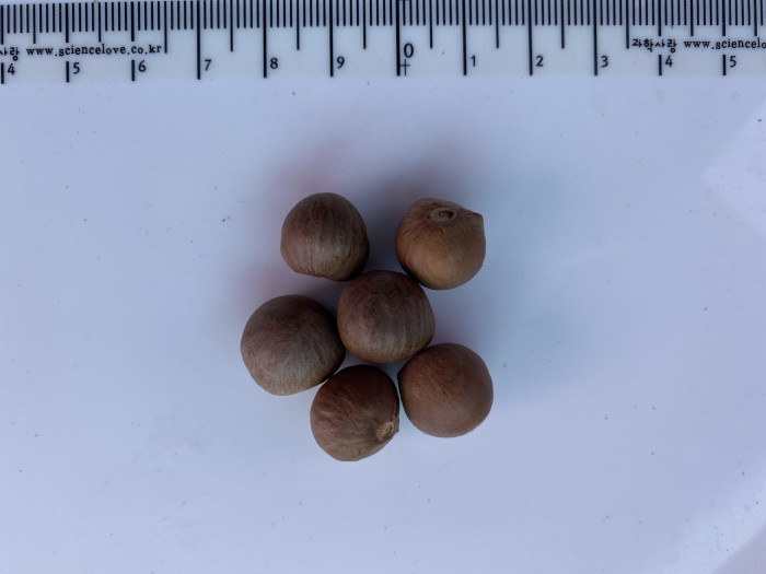 차나무 - camellia, Camellia sinensis L.