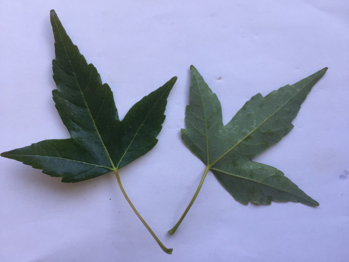 중국단풍 - Acer buergerianum Miq.