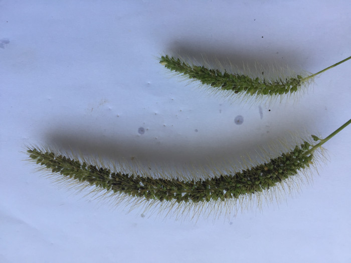 강아지풀 - Setaria viridis (L.) P. Beauv.