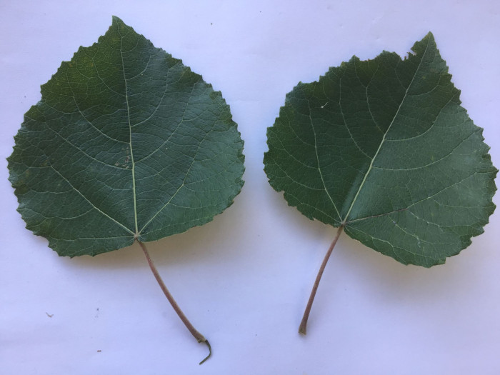 은사시나무 - Populus alba X P. glandulosa