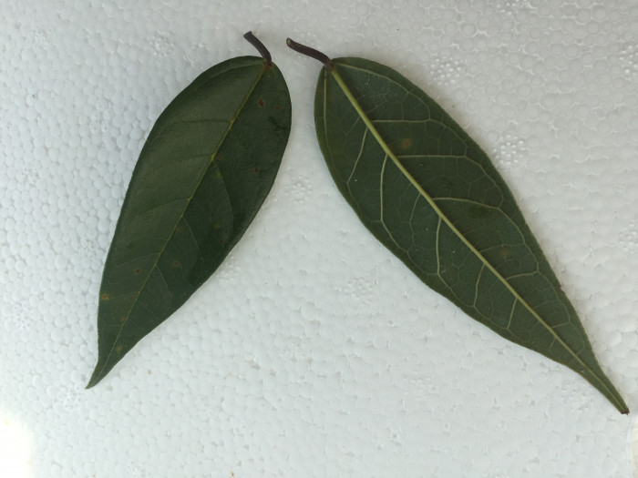 모람 - Ficus oxyphylla Miq. ex Zoll.