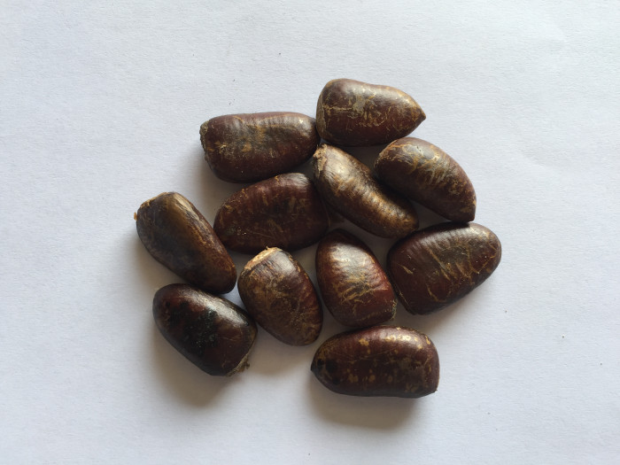 포포나무 - Sunflower pawpaw, Asimina triloba