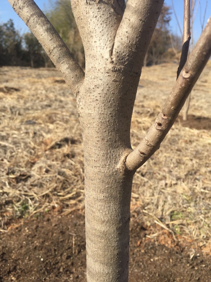 포포나무 - Sunflower pawpaw, Asimina triloba