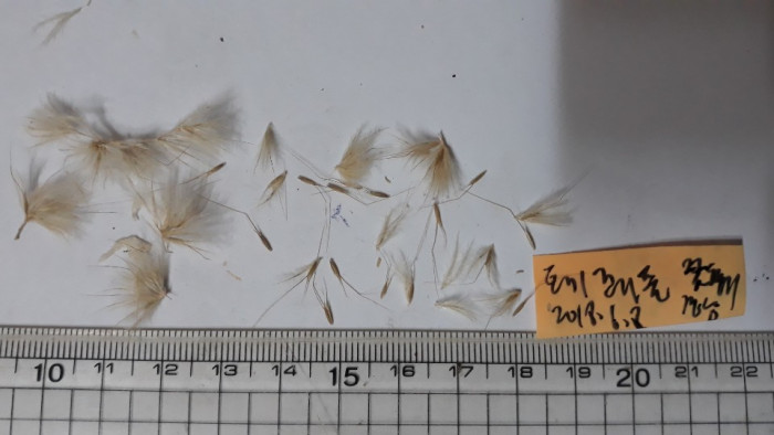 바니테일 - Bunny Tail, Lagurus ovatus L.