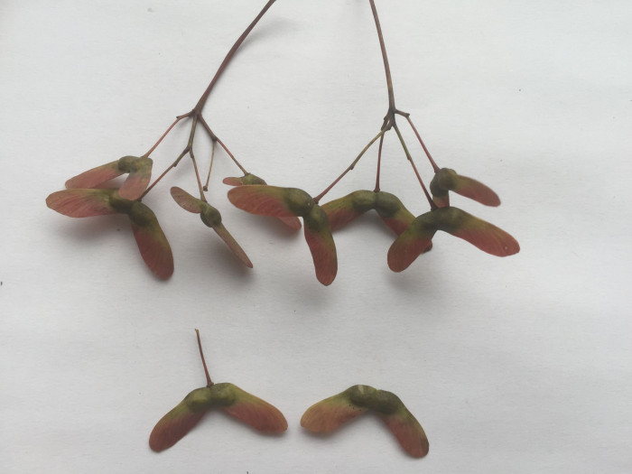 단풍나무 - Acer palmatum Thunb. ex Murray, Acer palmatum Thunb. ex Murray