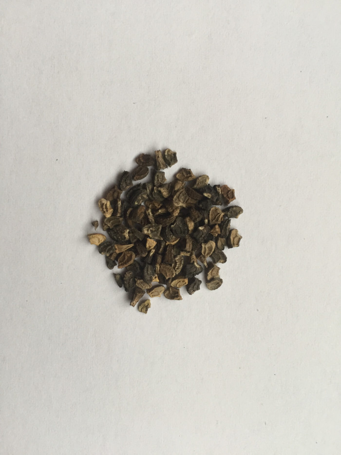 멜란포디움 - Medallion plant, Butter Daisy, Star Daisy, Gold Medallion Flower, Melampodium paludosum
