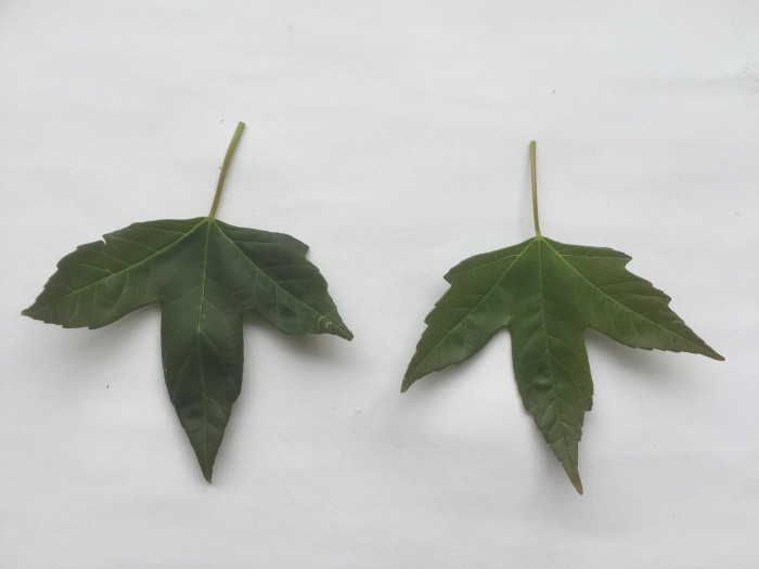 중국단풍 - Acer buergerianum Miq.
