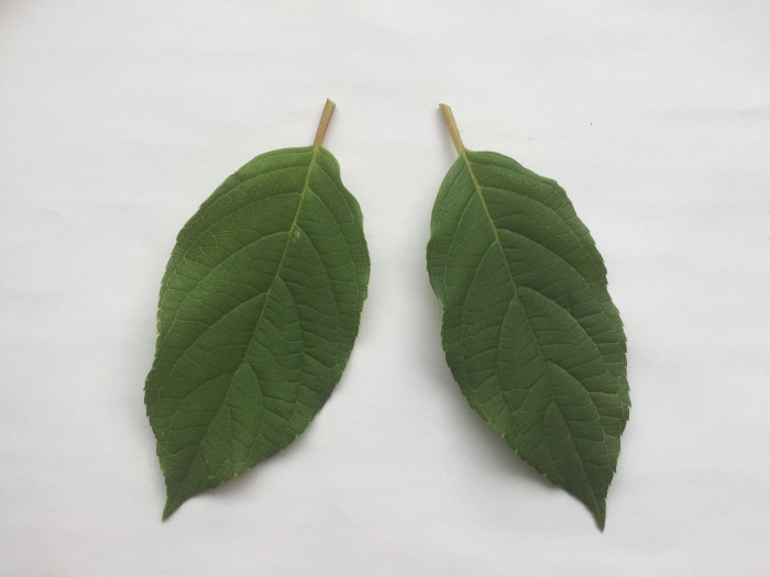 나무수국 - 스노우볼, Hydrangea paniculata Siebold for. paniculata