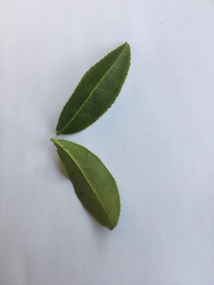 차나무 - camellia, Camellia sinensis L.